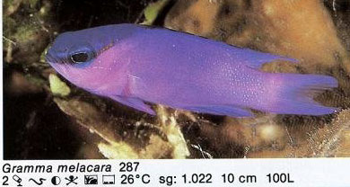 Gramma melacara